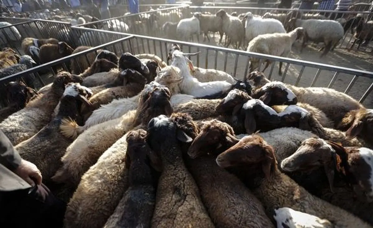 کاهش ۶هزارتومانی قیمت دام زنده در بازار