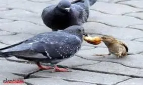 تفاوت اشرف مخلوقات با حيوانات!+ویدئو