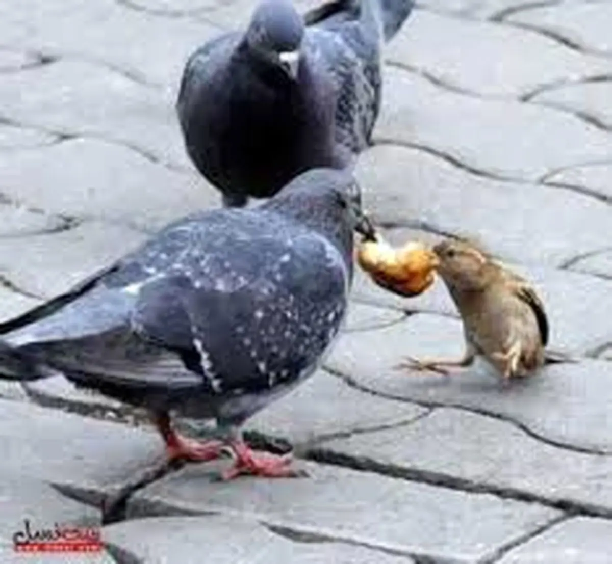 تفاوت اشرف مخلوقات با حيوانات!+ویدئو