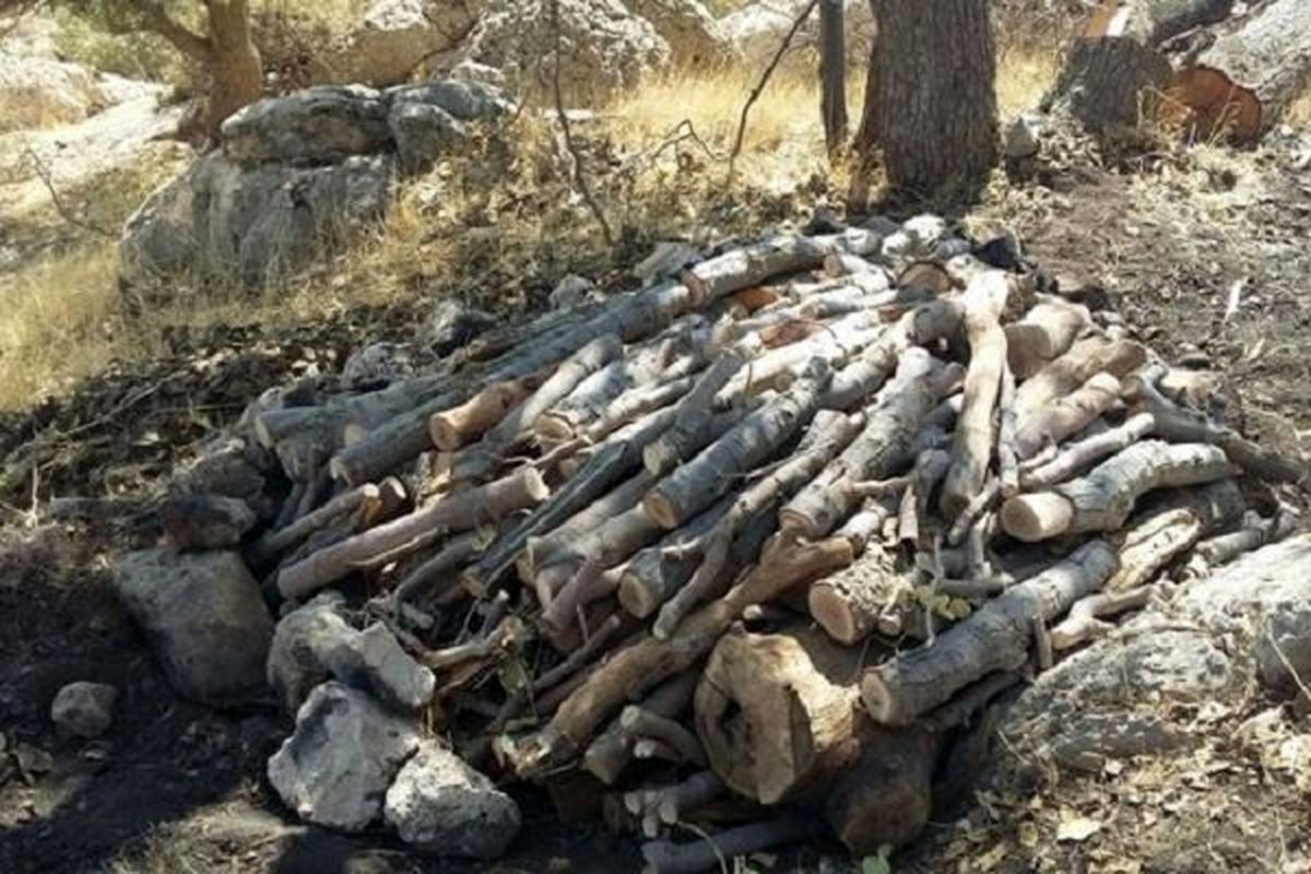 کشف چوبهای بلوط قاچاق در پاوه