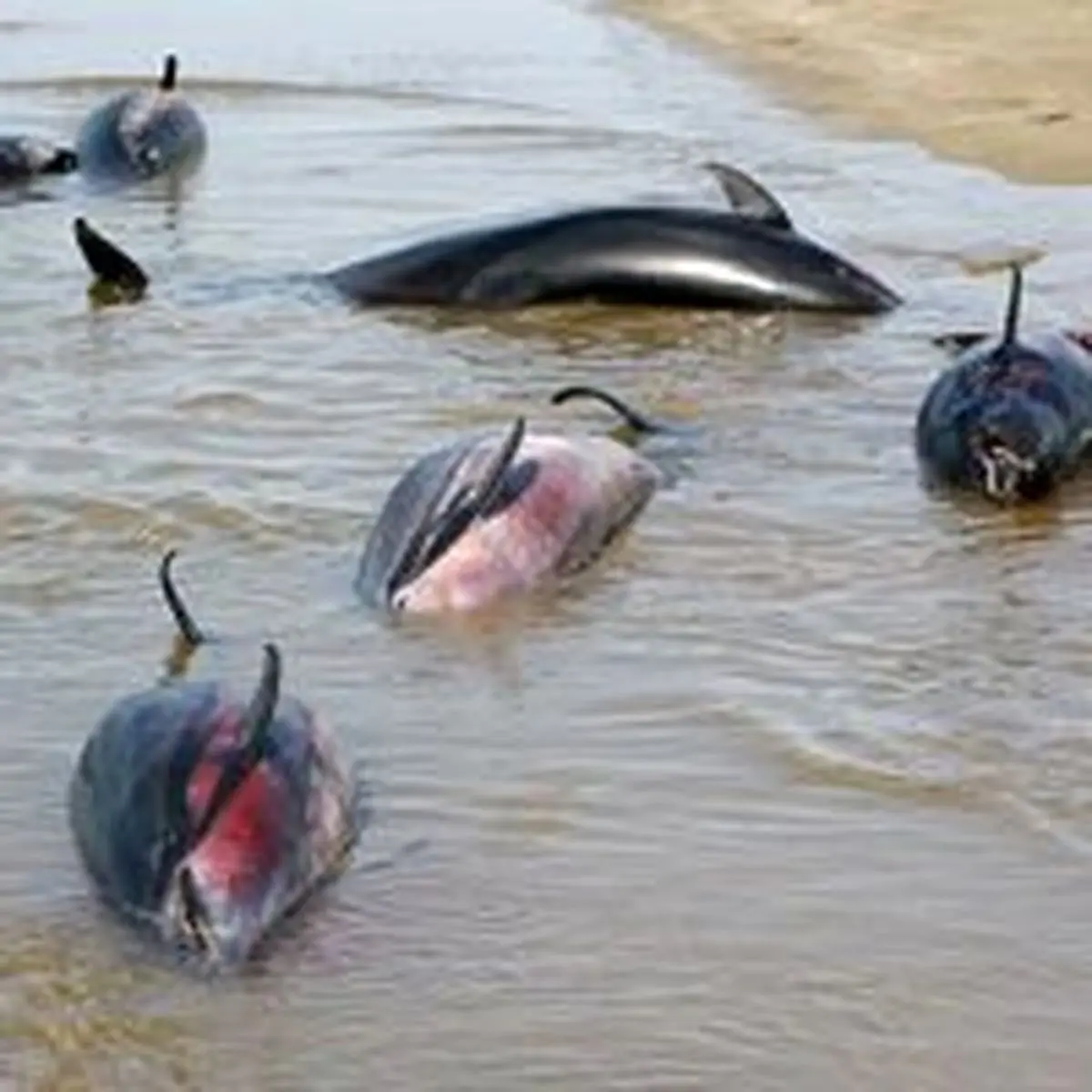 وال‌هايي که در درياي کثيف خودکشي مي‌کنند