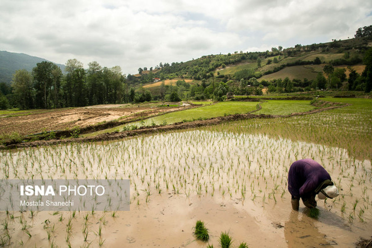 ضدعفونی بذر برنج باعث تنبلی بذر می شود