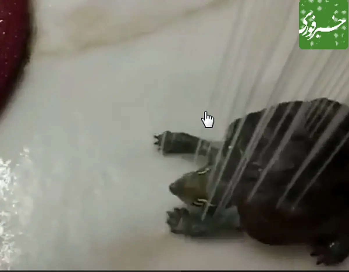 یک صبح عالی به وقت لاک پشت