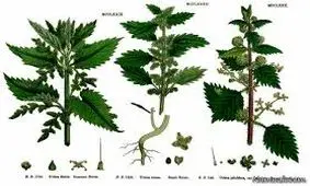 پیشگیری از پوکی استخوان با یک جوشانده طبیعی