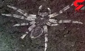 کشف عنکبوت 113 میلیون ساله