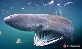 کوسه های سفید عمر انسان را طولانی تر می کنند