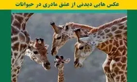 عکس هایی دیدنی از محبت مادری بین حیوانات