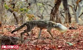 نتیجه انداختن زباله در حیات وحش