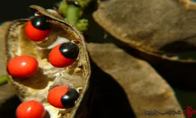 سمی ترین گیاهان جهان چه بلایی سر انسان می‌آورند؟