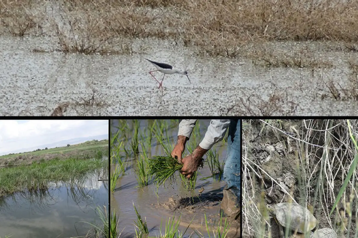 «بیشه دالان» گرفتار در باتلاق مشکلات/ تالابی که زمین کشاورزی شد