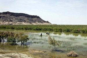 بخشی از تالاب جازموریان در پی بارندگی‌های سیستان آبگیری شد