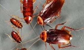 استفاده عجیب از سوسک ها برای روز ولنتاین