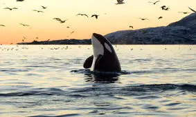 رفتارهای انسانی در حیوانات؛ از مراسم تدفین تا مست کردن ...