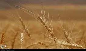 نامه نمایندگان مجلس به روحانی درباره گندم