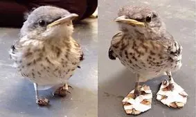 هنوز مهربانی وجود دارد+عکس