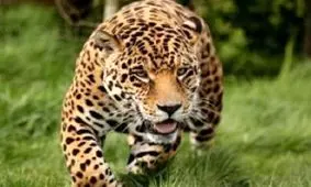 حمله پلنگ به دو نفر از اهالی لردگان