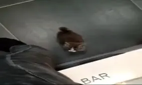 صبح بخیر گربه ای