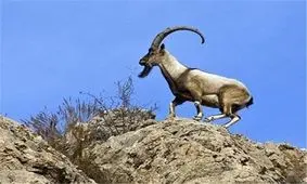 شکارچیان غیرمجاز چهارپایان در ارتفاعات شرق گیلان دستگیر شدند