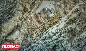 تصویر جدید از پلنگ ایرانی