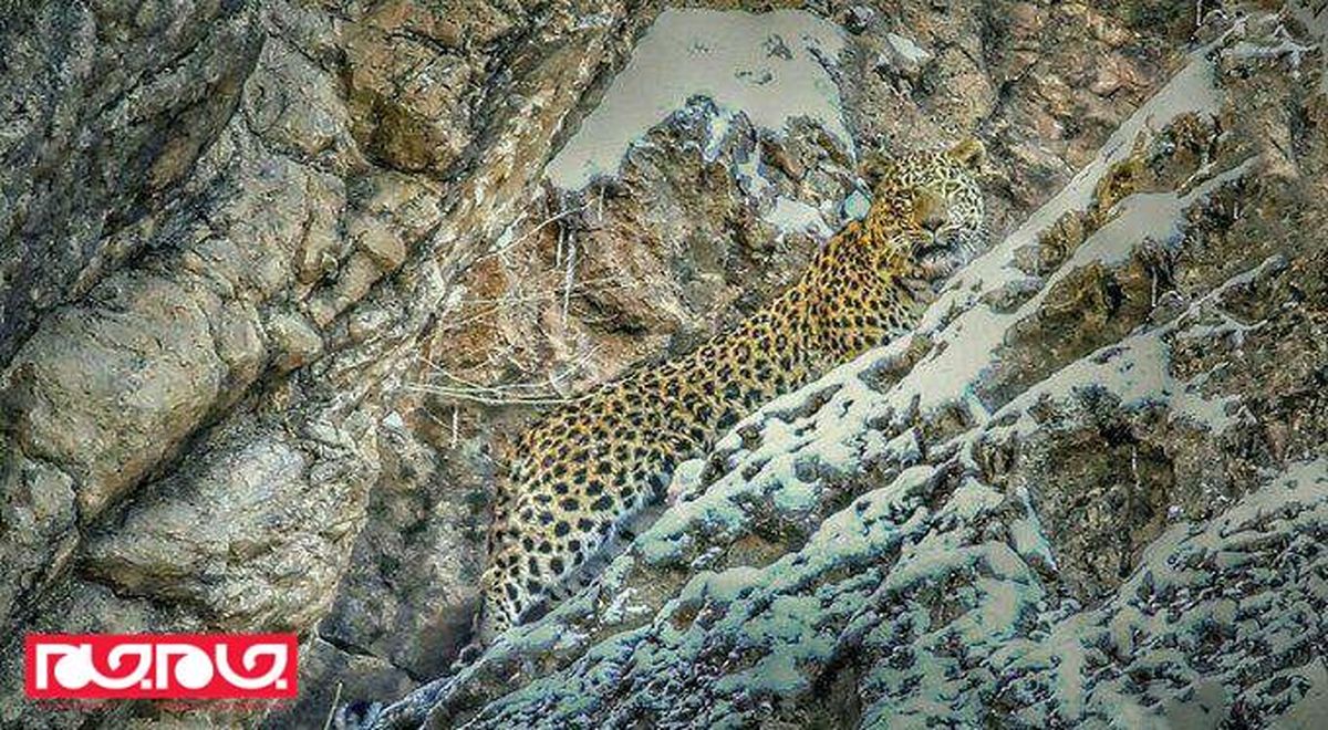 تصویر جدید از پلنگ ایرانی