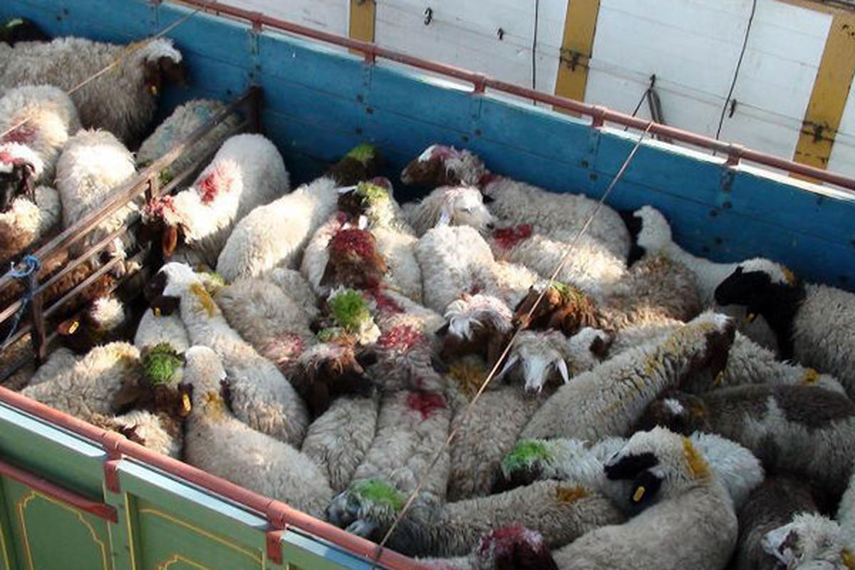 کشف ۵۸ رأس گوسفند قاچاق در ابهر