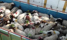 کشف ۵۸ رأس گوسفند قاچاق در ابهر