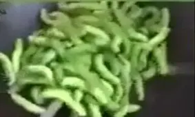 پناه بردن به غذای ارزان چینی