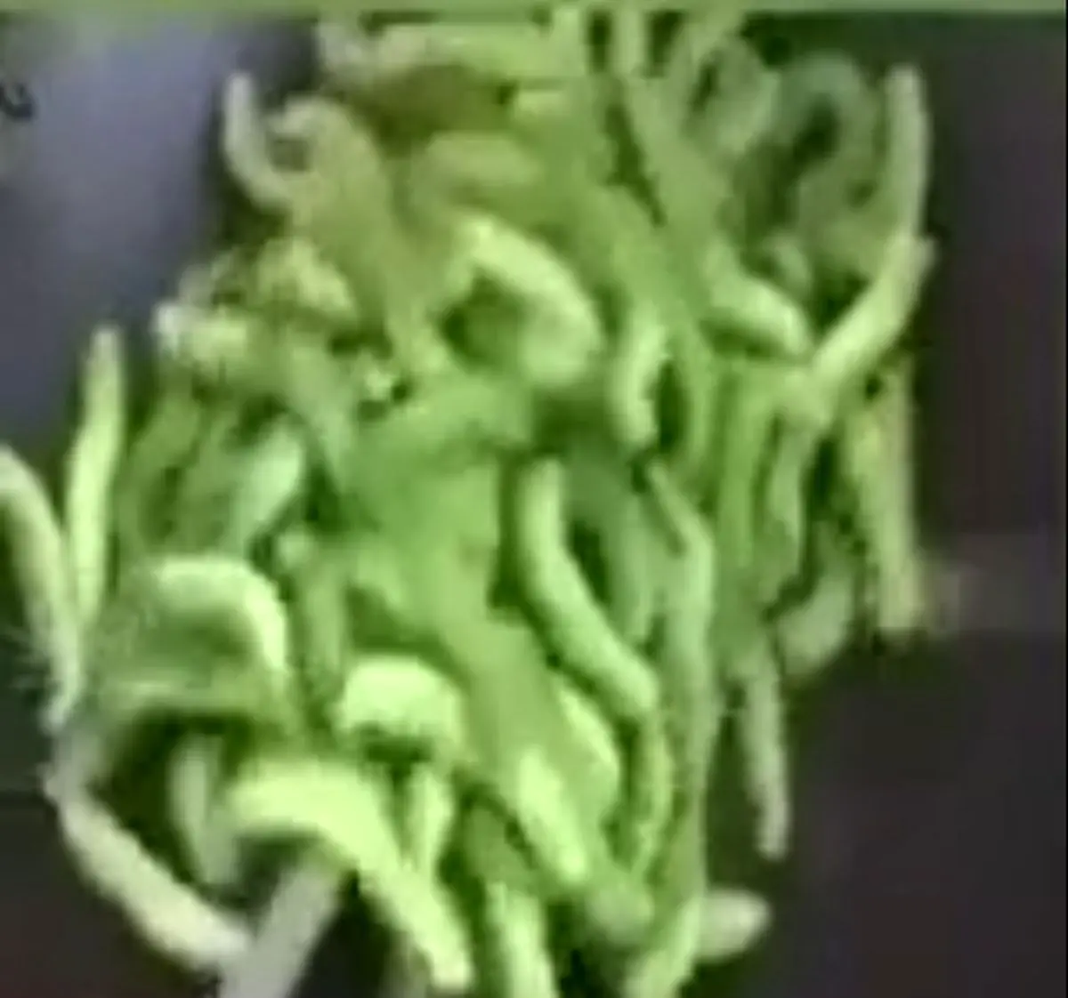 پناه بردن به غذای ارزان چینی