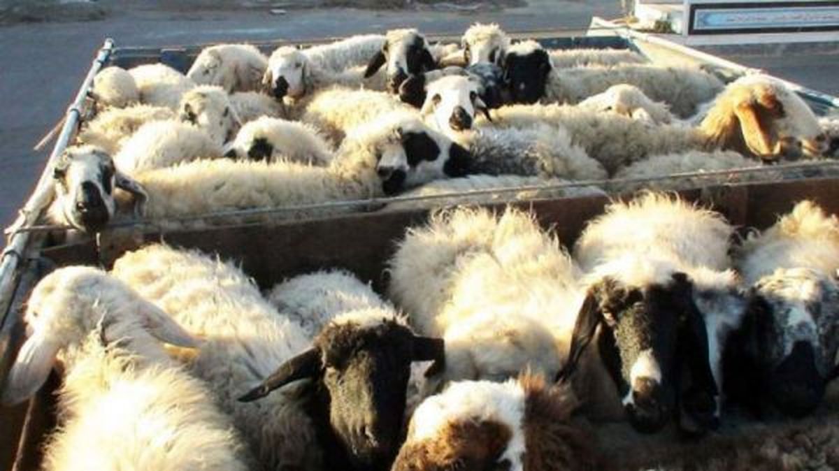 آیا کشورهای همسایه به دنبال خالی کردن مواد اولیه ایران هستند؟/ بهای کله پاچه و جگر کاهش می‌یابد/ قاچاقچیان دام، دامداران نیستند