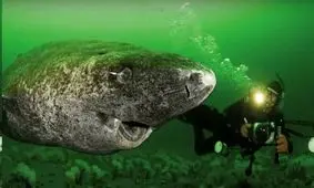 پیرترین و غمگین ترین کوسه جهان