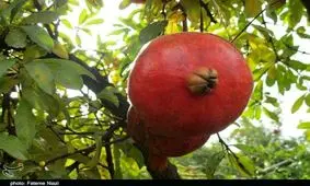 انار کوهدشت به‌نام برند ساوه صادر می‌شود