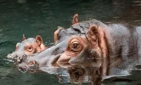 نجات معجزه آسای بچه اسب آبی از دست دو شیر/ ویدئو