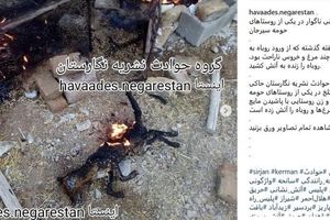 اعلام جرم علیه عامل به آتش‌ کشیدن یک روباه