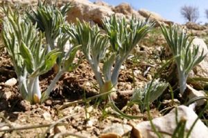 شناسایی بیش از ۲۳۰ نوع گونه گیاه دارویی در استان زنجان