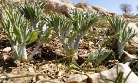شناسایی بیش از ۲۳۰ نوع گونه گیاه دارویی در استان زنجان