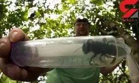 کشف غول پیکرترین زنبور جهان