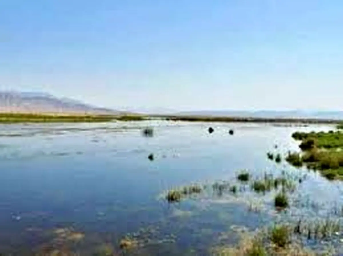 کمجان دوباره جان می‌گیرد