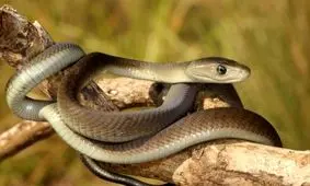 ۵ نقطه‌ جهان که زیستگاه خطرناک‌ترین حیوانات است