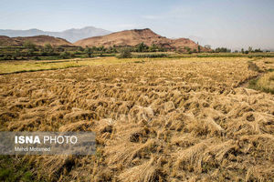 کشف 4 تن "برنج" احتکار شده در کرمانشاه
