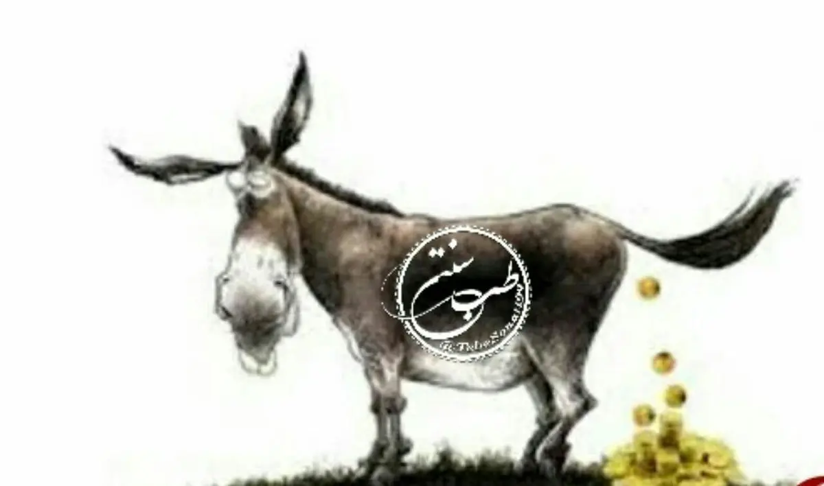 خواص بی نظیر عنبرنسارا الاغ ماده