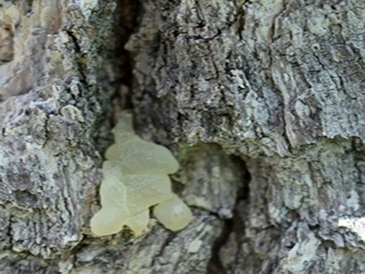 خواص سقز در فصل سرما