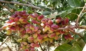 تولید نگهدارنده مواد غذایی از پوست سبز پسته