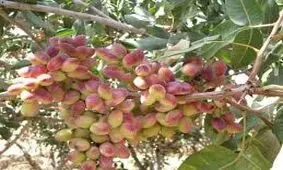 تولید نگهدارنده مواد غذایی از پوست سبز پسته
