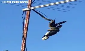 شکار کلاغ توسط مار!