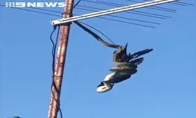 شکار کلاغ توسط مار!