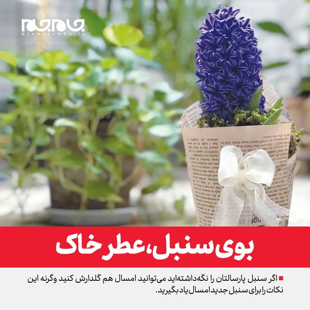 بوی سنبل، عطر خاک