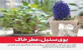 بوی سنبل، عطر خاک