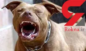 سگ خانگی کودک یک ساله صاحبش را تکه تکه کرد!+عکس