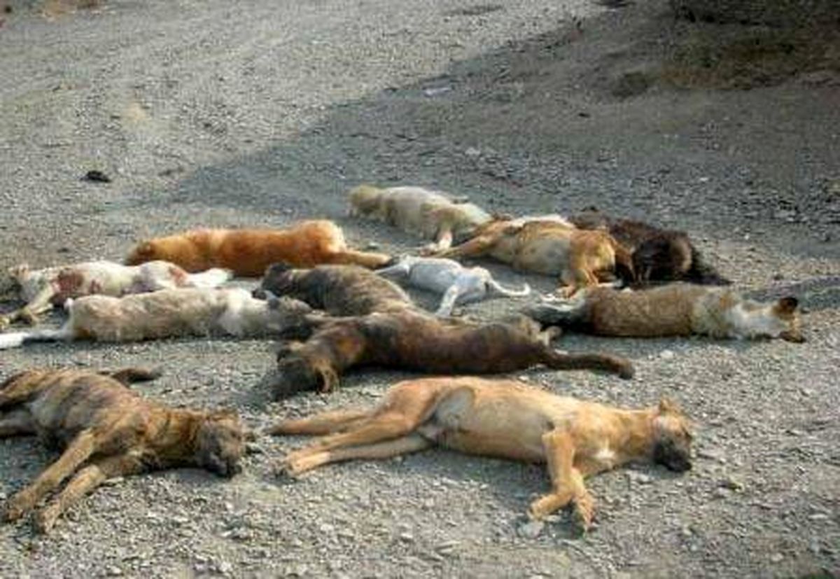 اقدام خودسرانه یک دهیار برای کشتن 37 قلاده سگ 