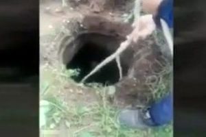نجات سگ از چاه در اهواز